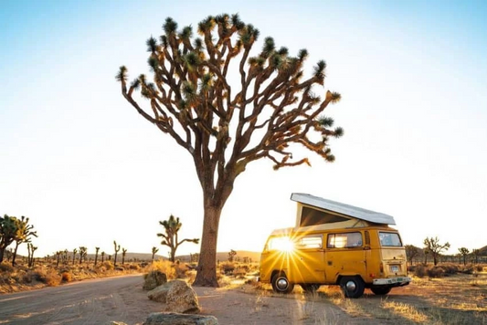 Family Activities Near Joshua Tree